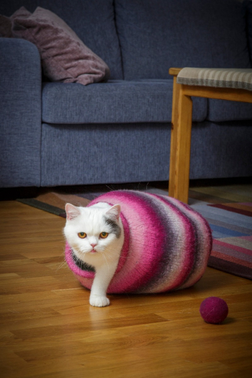 Filtad kattgrotta och boll 